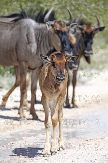 Very young wildebeest, Etosha, Namibia, very young wildebeest, Etosha, Namibia, Africa