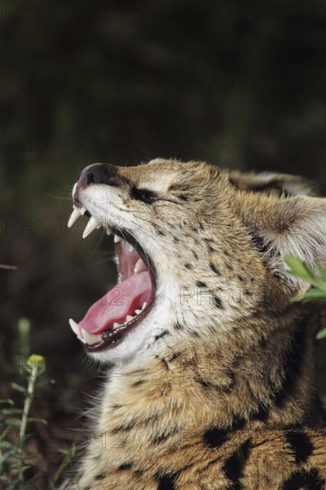 Serval (Leptailurus serval) yawns in South Africa