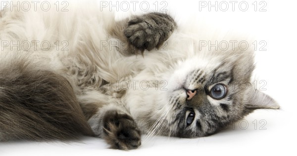 Neva Masquerade Siberian Domestic Cat, Seal Tabby Point Colour, Male against White Background