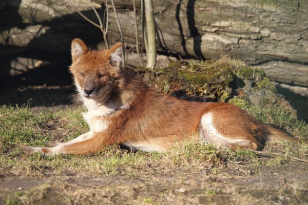 Dhole (Cuon alpinus)