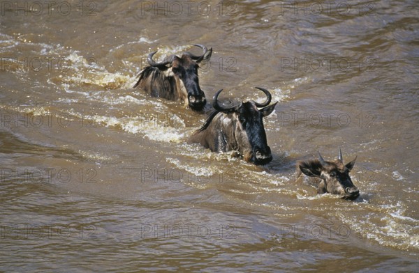 Blue Wildebeest (connochaetes taurinus), Group crossing Mara River during Migration, Masai Mara park in Kenya