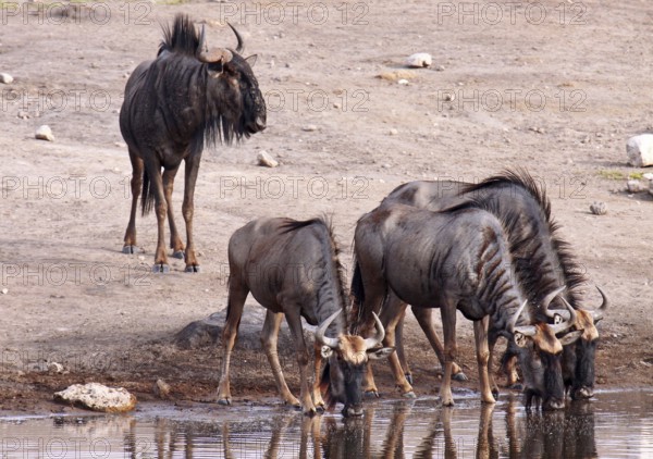 Streifengnu, blue wildebeest (Connochaetes taurinus), Namibia, Africa