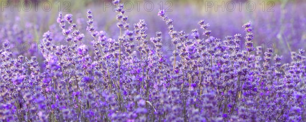 Violet purple lavender field close uppanoramic banner. Flowers in pastel colors at blur background