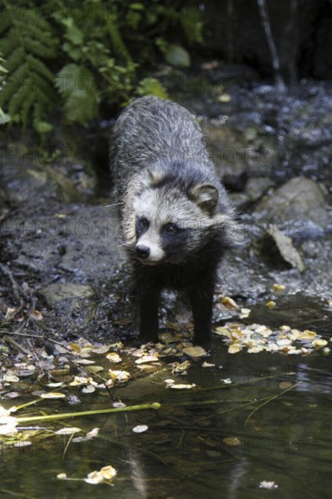 Tanuki