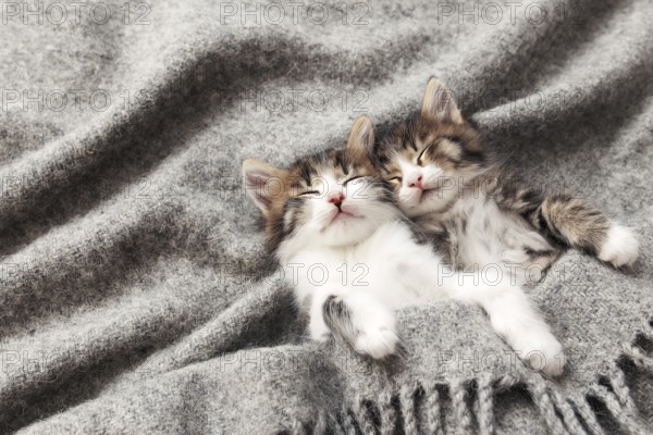 Two little adorable tricolor kittens sleep with eyes closed and lying covered with a gray fluffy blanket. Photo of relaxed sleeping cats that lie upside down. Concept of healthy and happy pet animal