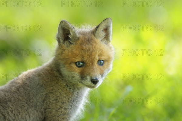 Fox cub, Vulpes vulpes, Germany, Europe