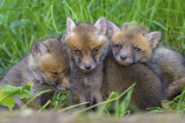Three young foxes (Vulpes vulpes) sitting close together on a green meadow and looking curiously into the camera, Guxhagen, Hesse, Germany, Europe