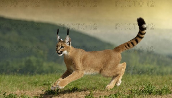 AI generated, animal, animals, mammal, mammals, biotope, habitat, a, individual animal, foraging, wildlife, Africa, South Africa, Asia, Central Asia, steppes, cat, cats, predator, caracal, desert lynx, caracal caracal), hunts. jumps, joie de vivre, Africa