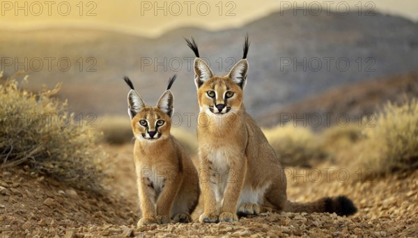 AI generated, animal, animals, mammal, mammals, biotope, habitat, two, female, juvenile, foraging, wildlife, Africa, South Africa, Asia, Central Asia, steppes, cat, cats, predator, caracal, desert lynx, caracal caracal), resting, Africa