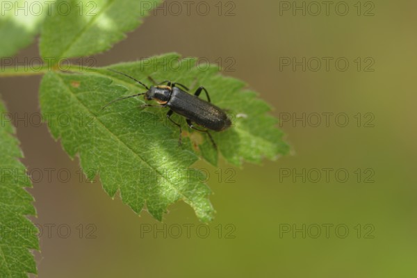 Cantharis obscura or paradoxa, oak weevil, darkling fly beetle