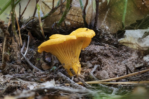 Close-up of a yellow chanterelle mushroom between pine needles on the forest floor