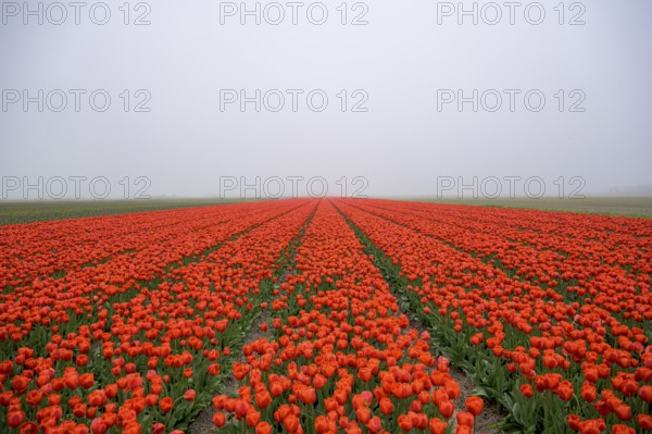 A misty tulip field with intense red flowers as a splash of colour in nature, Tulips, Tulipa, Texel, Noord-Holland, Netherlands