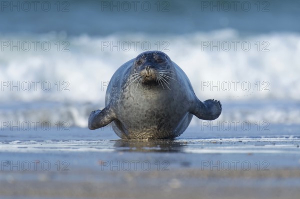 Harbor seal (Phoca vitulina), Heligoland, Schleswig-Holstein, Germany, Europe