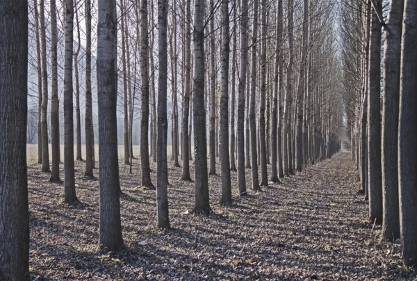 Birches, monoculture, Switzerland, Europe