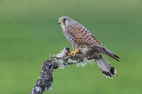 Common kestrel (Falco tinnunculus) f, Spain, Europe