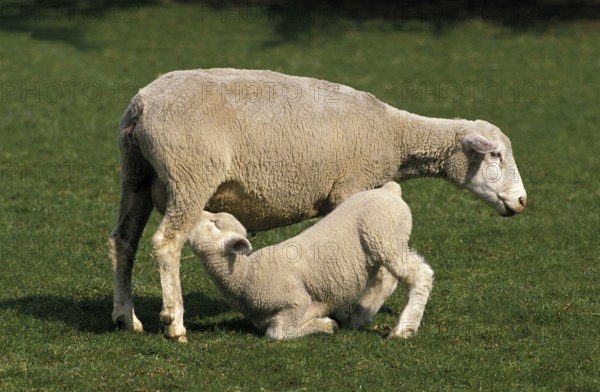 ILE DE FRANCE SHEEP, A FRENCH BREED, LAMB SUCKLING SHEEP