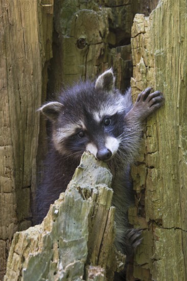 Raccoon (Procyon lotor) , Young animal, Lower Saxony, Germany, Europe
