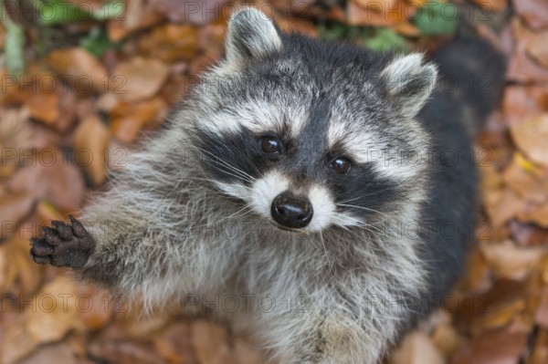 Raccoon (Procyon lotor) Saxony-Anhalt, Germany, Europe