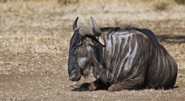 Streifengnu im Kruger NP, S