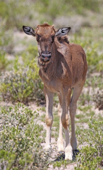 Very young wildebeest, Etosha, Namibia, very young wildebeest, Etosha, Namibia, Africa
