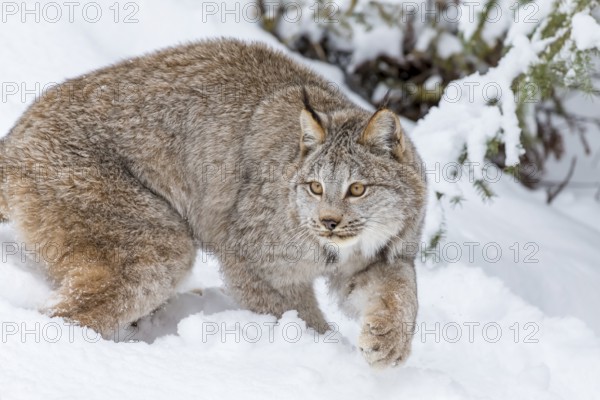 A bobcat hunts for prey in a snowy forest habitat