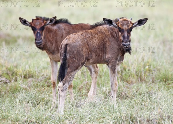 Very young wildebeests, Etosha, Namibia, very young wildebeests, Etosha, Namibia, Africa
