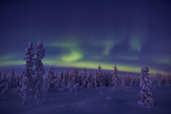 Northern Lights (Aurora borealis), Stubba Nature Reserve, Laponia World Heritage Site, Norrbotten, Lapland, Sweden, December 2014, Europe