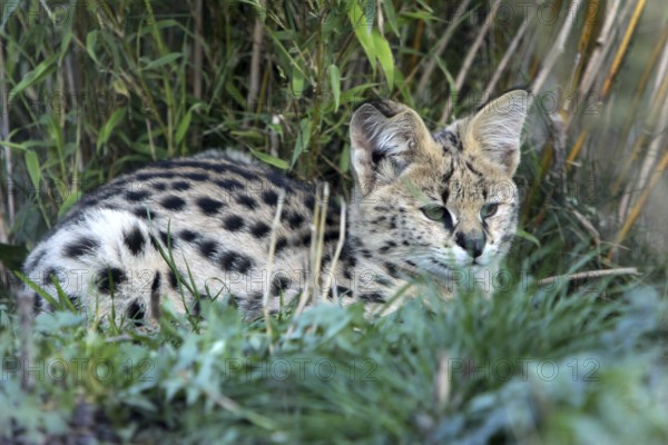 Serval