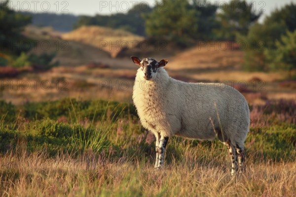 Sheep on hill with heather in sunset sunlight