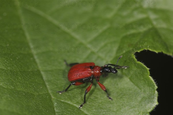 Hazel leaf roller