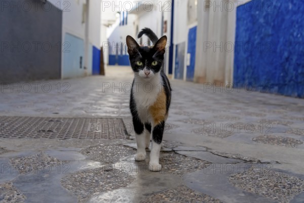 A small stray cat walks around in a city in Morocco