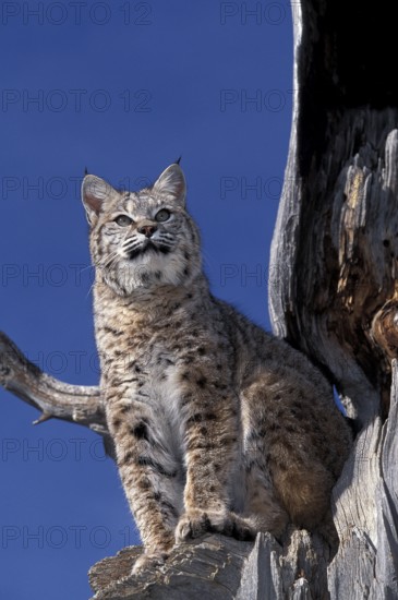 BOBCAT (lynx rufus), ADULT ON TREE, LOOKING AROUND, CANADA