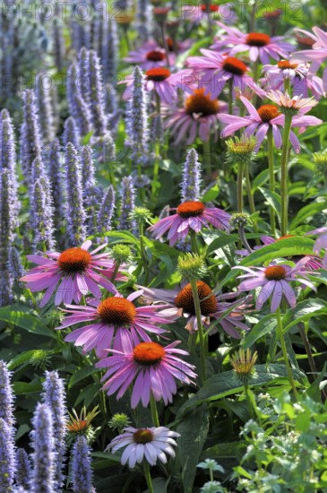 Purple cone flower (Echinacea purpurea)