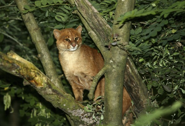 Jaguarundi, herpailurus yaguarondi, Adult standing on Branch