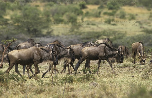 Blue Wildebeest (connochaetes taurinus), Herd during Migration, Masai Mara Park in Kenya
