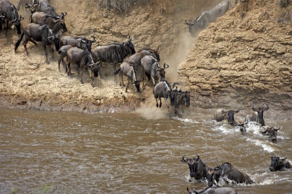 Blue Wildebeest (connochaetes taurinus), Herd migrating, Crossing Mara River, Masai Mara Park in Kenya