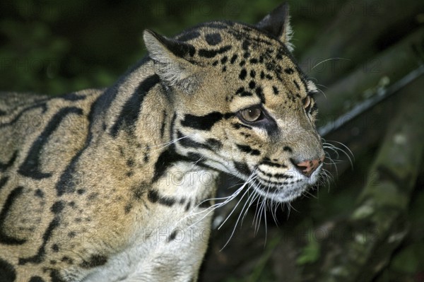CLOUDED LEOPARD (neofelis nebulosa), PORTRAIT OF ADULT