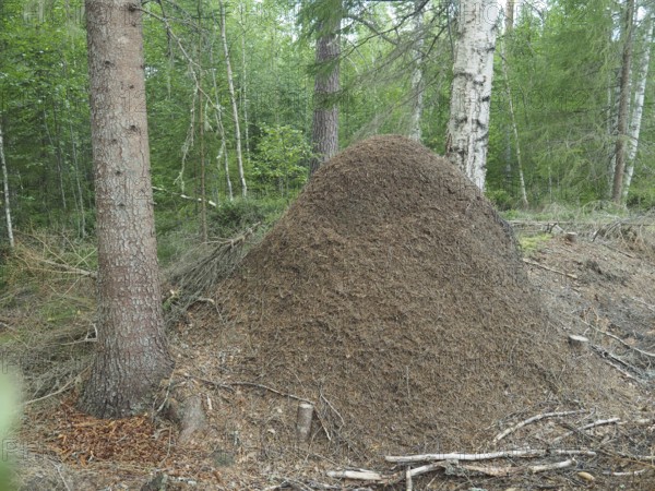 Large anthill in Värmland in Sweden