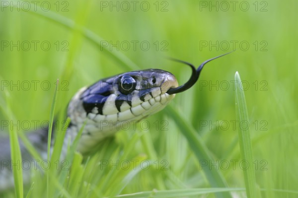Grass snake (Natrix natrix) Lower Saxony, Germany, Europe