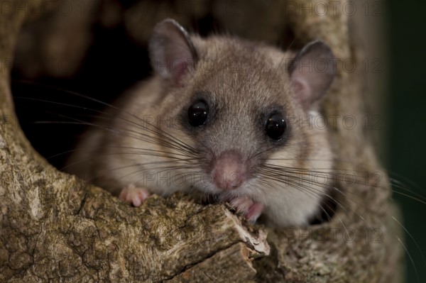 Edible dormouse (Glis glis) Rhineland-Palatinate, Germany, Europe