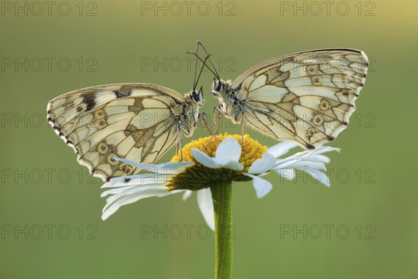 Marbled white (Melanargia galathea), Ox-eye daisy (Leucanthemum vulgare), two, North Rhine-Westphalia, Germany, Europe