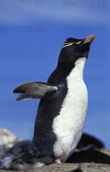 ROCKHOPPER southern rockhopper penguin (eudyptes chrysocome), ADULT, ANTARCTICA
