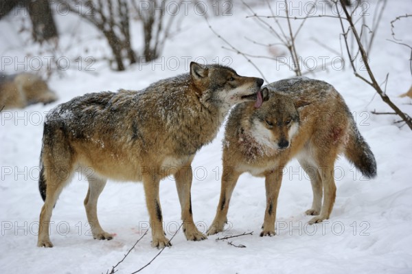 Gray wolves (Canis lupus), social behaviour
