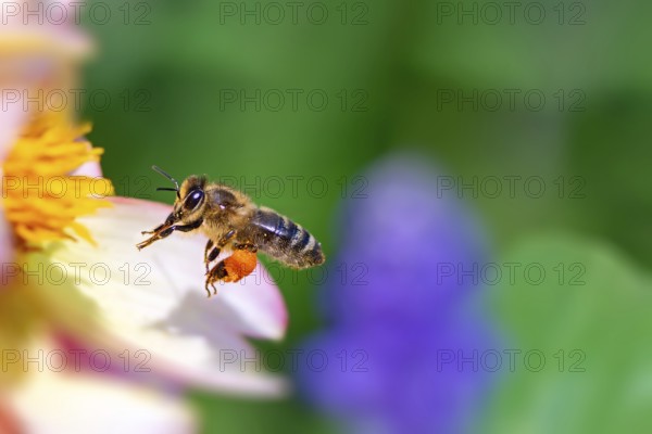 Honeybee flying to a pink flower blossom
