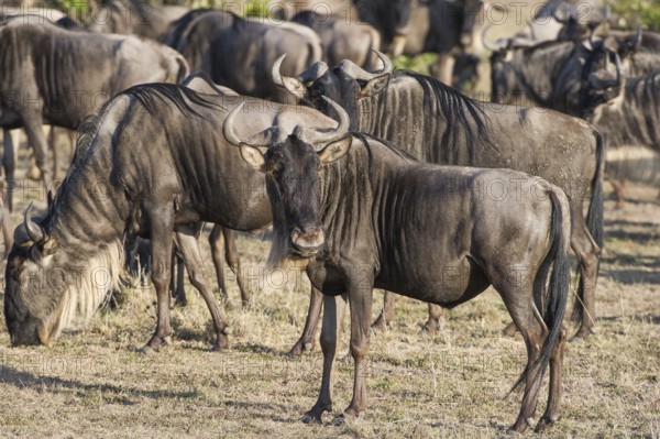 Wilderbeast, Gnu (Connochaetes taurinus)