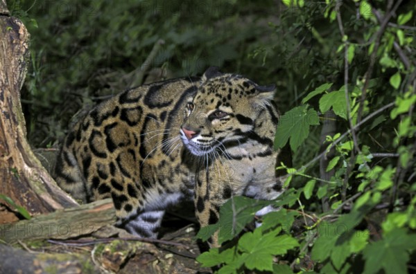 Clouded Leopard (neofelis nebulosa)