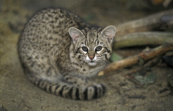 Geoffroy's cat, oncifelis geoffroyi, adult