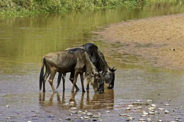 Blue wildebeest (connochaetes taurinus), adult drinking at the river, Masai Mara Park in Kenya