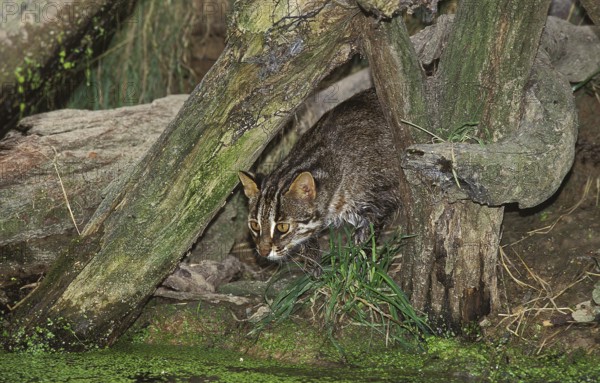 Leopard Cat (prionailurus bengalensis), Adult fishing in Swamp