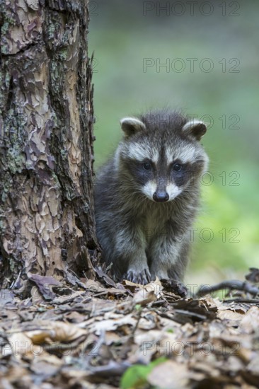 Raccoon (Procyon lotor) , Young animal, Lower Saxony, Germany, Europe